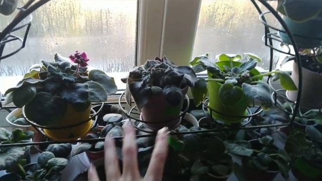 Полив фиалок. смотреть онлайн