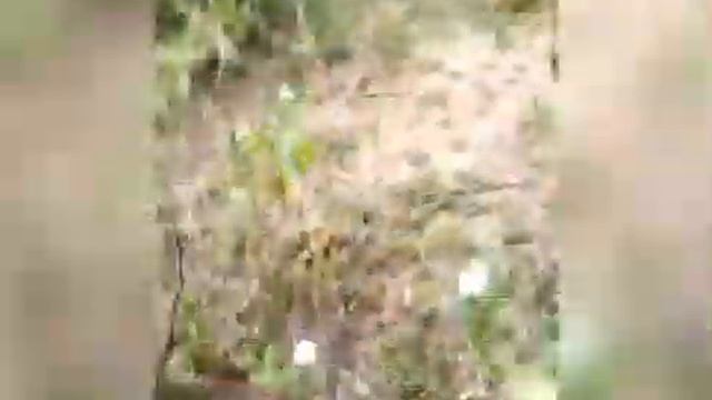 where is the African rock python holes смотреть онлайн
