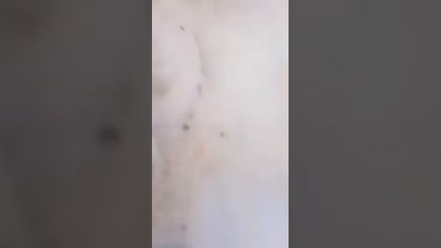 Как в Якутии достают бивни мамонта. смотреть онлайн