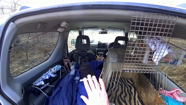 Собака потерялась в лесу что делать? Воспитание щенка.