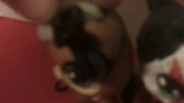 LPS: Школа Леди или пацанка из соседнего пансиона 1 часть 1 глава смотреть онлайн
