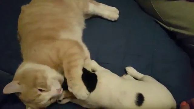Как рассел живёт с котом ,а вот так! смотреть онлайн