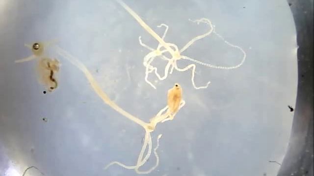 Hydra Eats Daphnia 2