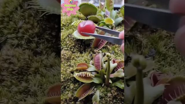 Feeding Carnivorous Plant | Satisfying Video | Plants
