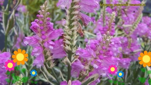 Физостегия виргинская Отумн Карнивал. Краткий обзор, описание Physostegia Virginiana Autumn Carniva