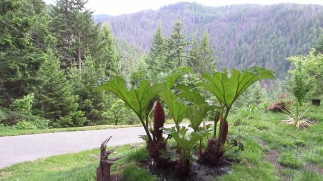 BEAUTIFUL GIANT Leaf Garden/Yard Plant -Easy To Grow!- Gunnera "Dinosaur Food Plant" смотреть онлайн