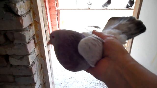 Первый вывод этого года 7.04.19г. смотреть онлайн