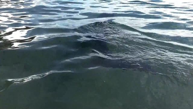 Dolphins:  Sharks: Penguins: Stingrays: Seals: Jet Skis: Underwater World & Much More.