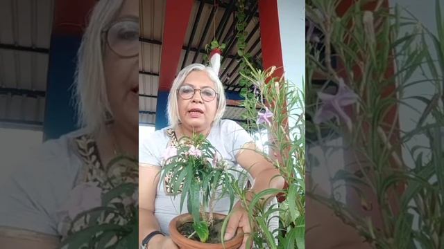 Mexican Petunia best flowering plant for beginners. смотреть онлайн