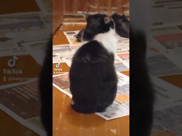 Кот Тиша ждёт хозяйку смотреть онлайн