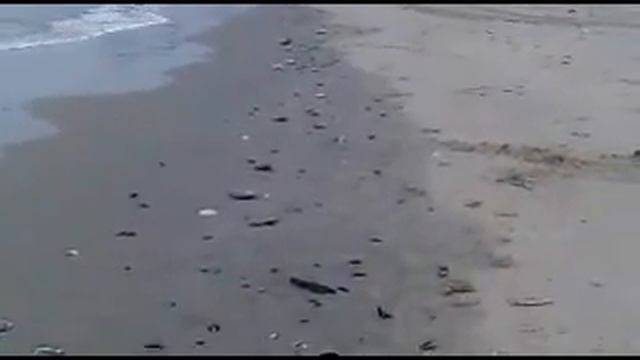 Что выносит море на побережье смотреть онлайн
