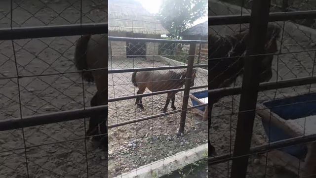 Токмок Гавайи Зоопарк. 01.07.2022 смотреть онлайн