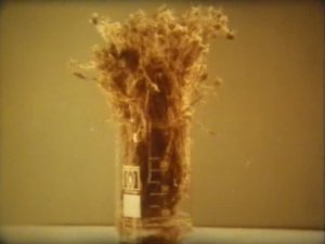 Биология. Отделы растений. Мох Сфагнум