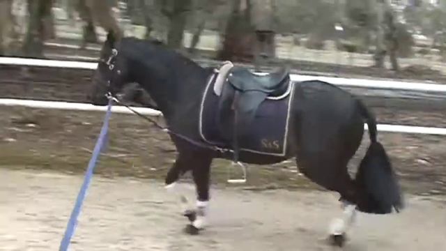 FOR SALE 14hh 5yo Brown Gelding смотреть онлайн