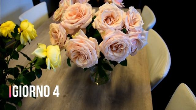 Toulouse Lautre e Paul Ricard, rose di Meilland Jardin смотреть онлайн