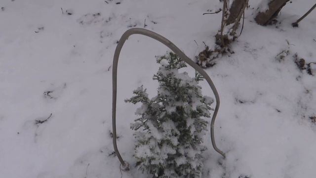 Весенний снег (spring Snow )