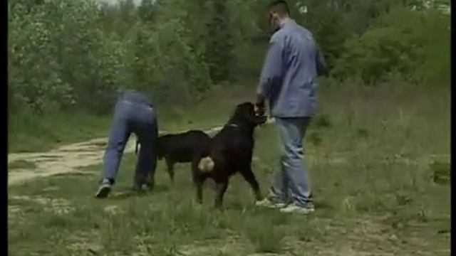 Про породу ротвейлер смотреть онлайн