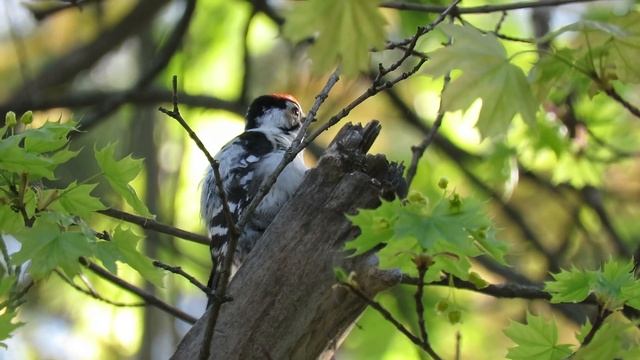 Малый пестрый дятел, Е Романова смотреть онлайн