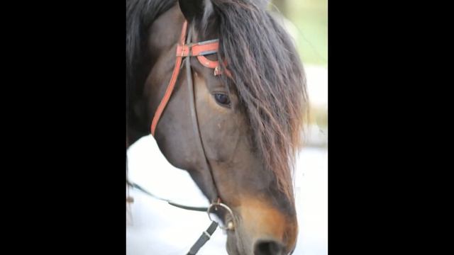 Звери и птицы/animals and birds/Canon 5D classic смотреть онлайн