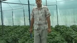 Тонна клубники с 1 сотки это реально  (Первые итоги)