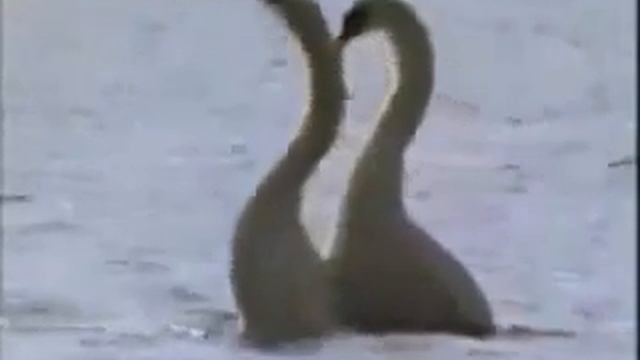`ЛЕБЕДИНАЯ ЛЮБОВЬ ` Нереально красивое видео смотреть онлайн