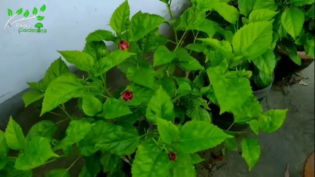 জবা গাছে এই সার দিলে - মাত্র সাত দিনেই প্রচুর কুঁড়ি ধরবে || Best Fertilizer For Hibiscus Plants смотреть онлайн