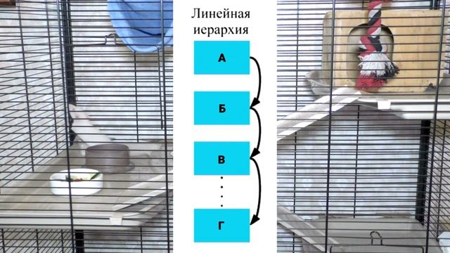 Иерархия у крыс в группе смотреть онлайн