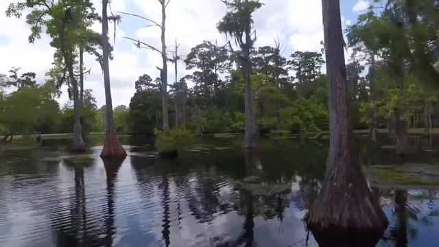 Swampy Swamp смотреть онлайн