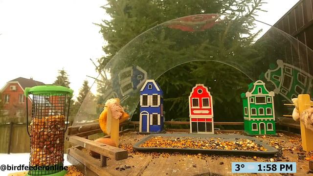 Кормушка для птиц онлайн / Bird feeder online смотреть онлайн