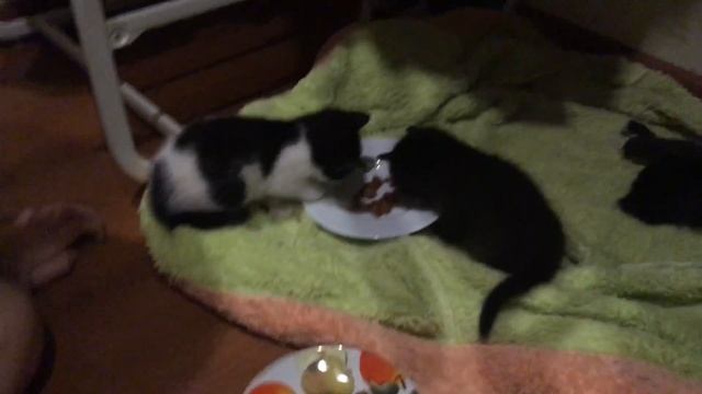 Котята первый раз пробуют корм смотреть онлайн