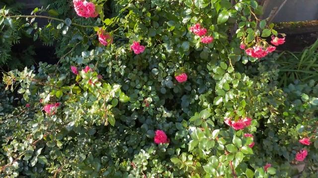 Почвопокровные розы / Как сделать плетистую / Осенние работы в саду смотреть онлайн
