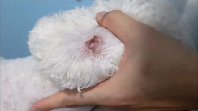 How To Clean Bichon's Ears смотреть онлайн