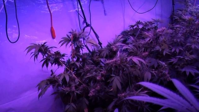 Kushington Farms Takes a Wander Around The Garden Prototype Room Friday 10 11 смотреть онлайн