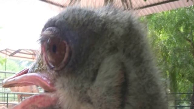 Страус атакует смотреть онлайн