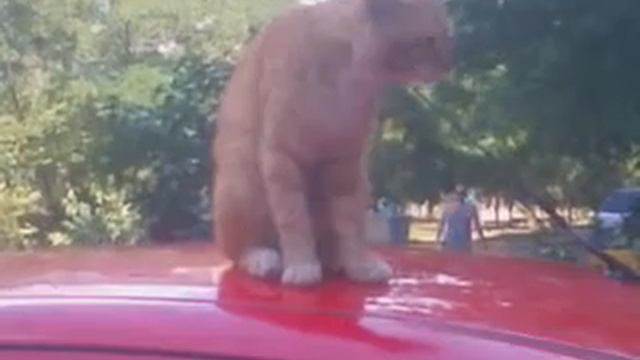 Кот на крыше... автомобиля смотреть онлайн