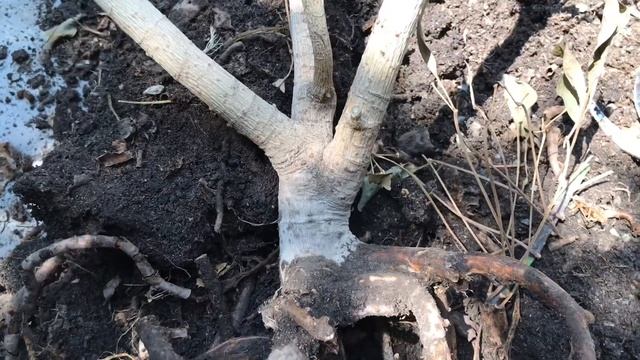 713. Шефлера и герань после перелива. Что можно спасти? смотреть онлайн
