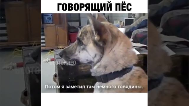 Говорящий пес