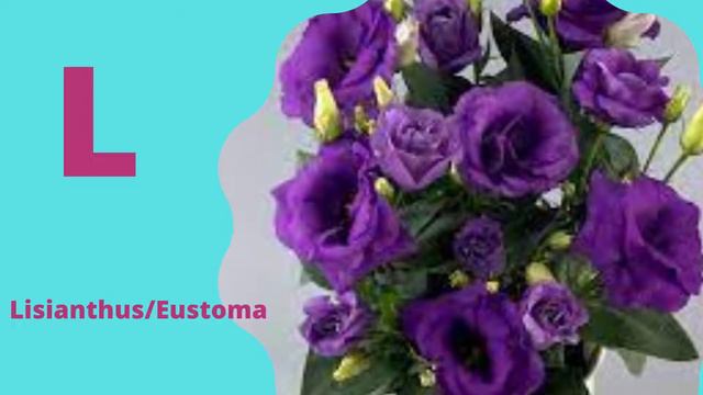 Flowers Name In English || Different Flowers Of The World || Flowers Name With Letter I-O || Part-3