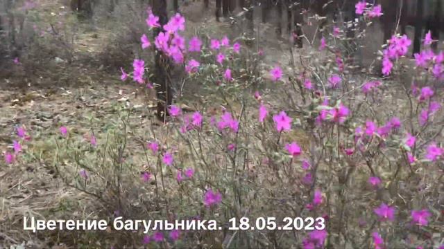 Цветение багульника смотреть онлайн