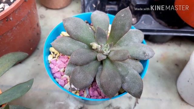 Extraña SUCULENTA Echeveria Carnicolor seguramente no la conocías смотреть онлайн