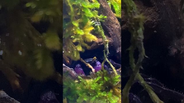 Видео аквариумного краба