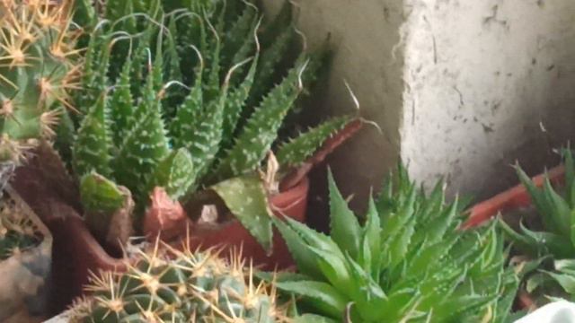 ALOE ARISTATA