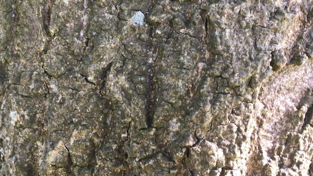 Weeping Ash (Fraxinus excelsior 'Pendula') - bark close up - June 2018 смотреть онлайн