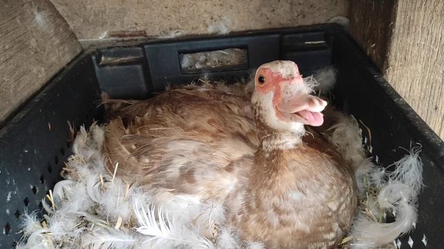 Индоутки.Жара.Кому из уток хуже всех.