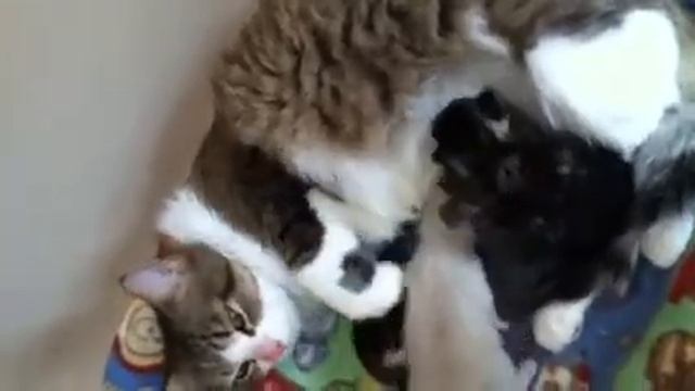 Mom cat and kittens nursing смотреть онлайн