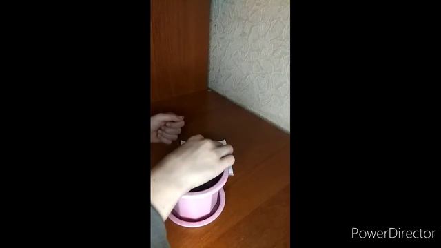 Как посадить лимон в домашних условиях. смотреть онлайн