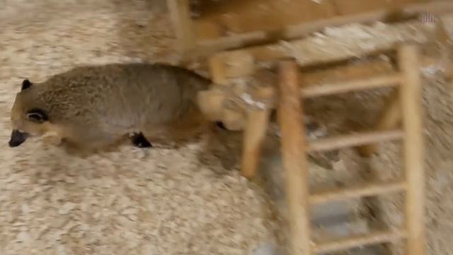 "ZooАзбука". Носухи. смотреть онлайн