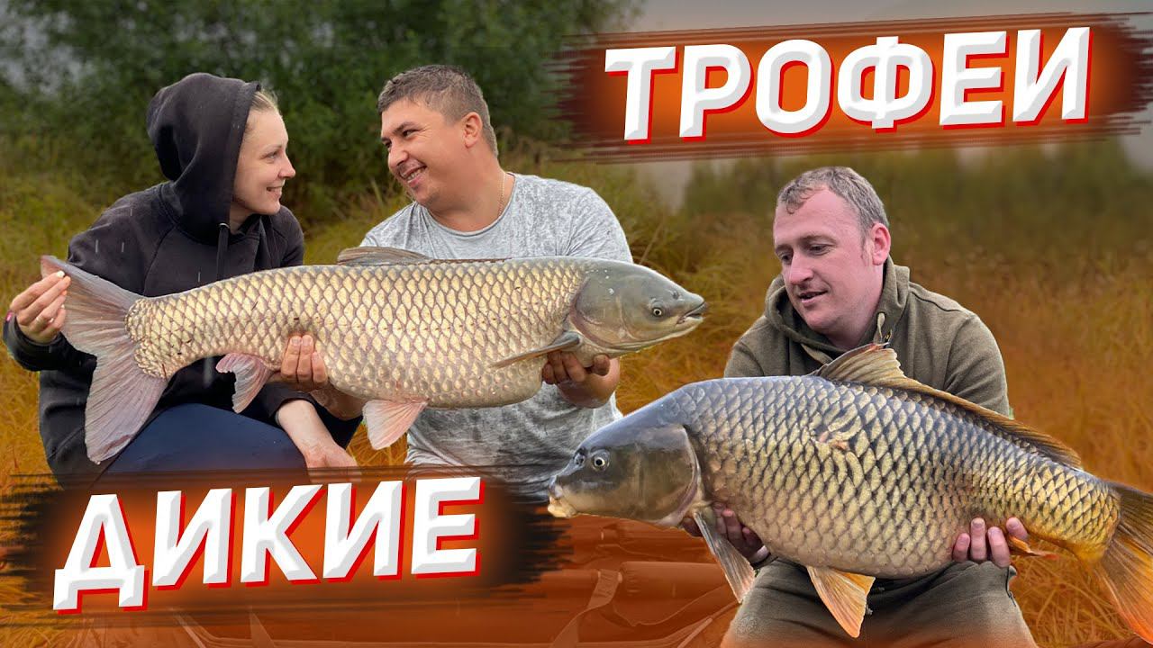 ТАКОЙ РЫБАЛКИ У МЕНЯ ЕЩЕ НЕ БЫЛО. Трофейные КАРПЫ и АМУРЫ На Дикаре Творят Чудеса. смотреть онлайн