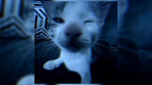 lida, серега пират - чсв★(speed up)