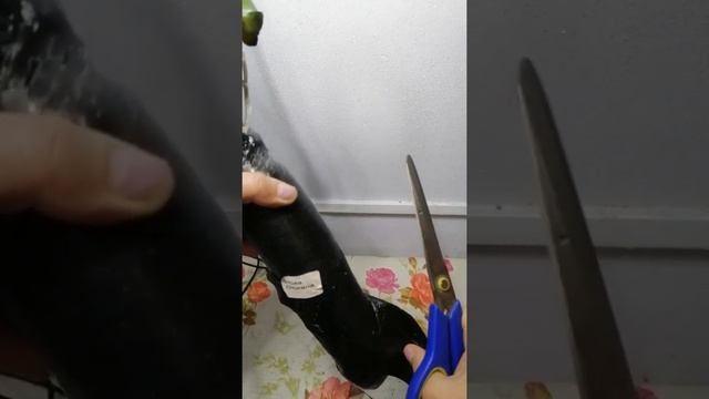 Что, сделать с саженцами роз, после покупки. смотреть онлайн